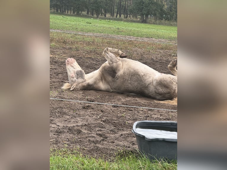 Icelandic Horse Mix Gelding 23 years 12,2 hh Cremello in Ribbesbüttel