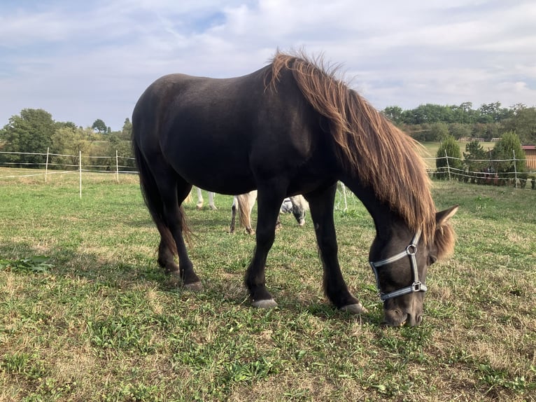 Icelandic Horse Gelding 23 years 13 hh Smoky-Black in Rainau