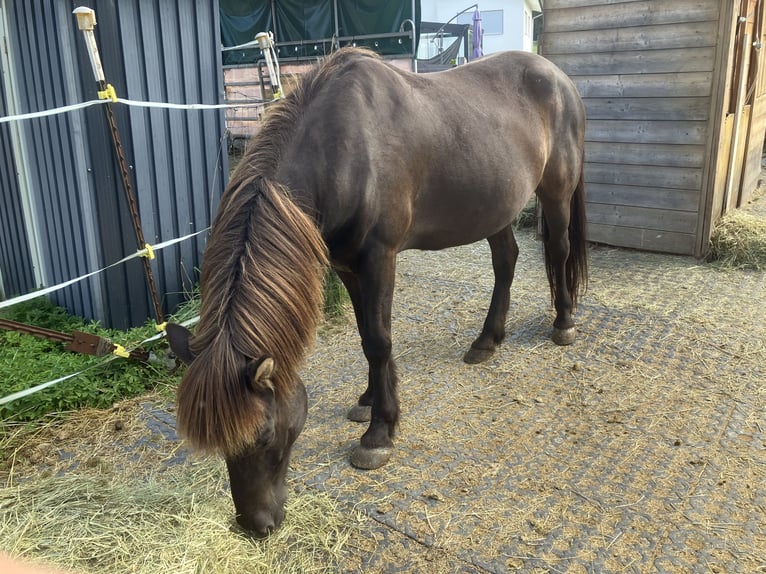 Icelandic Horse Gelding 23 years 13 hh Smoky-Black in Rainau