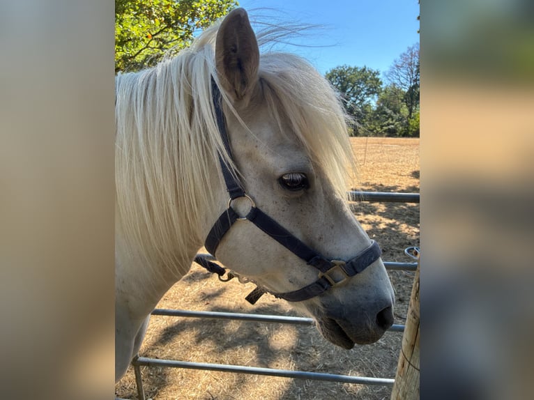 Icelandic Horse Gelding 23 years 14 hh Grey in Alfter
