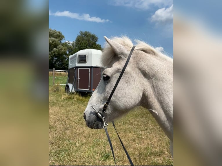 Icelandic Horse Gelding 23 years Gray in Hambrücken