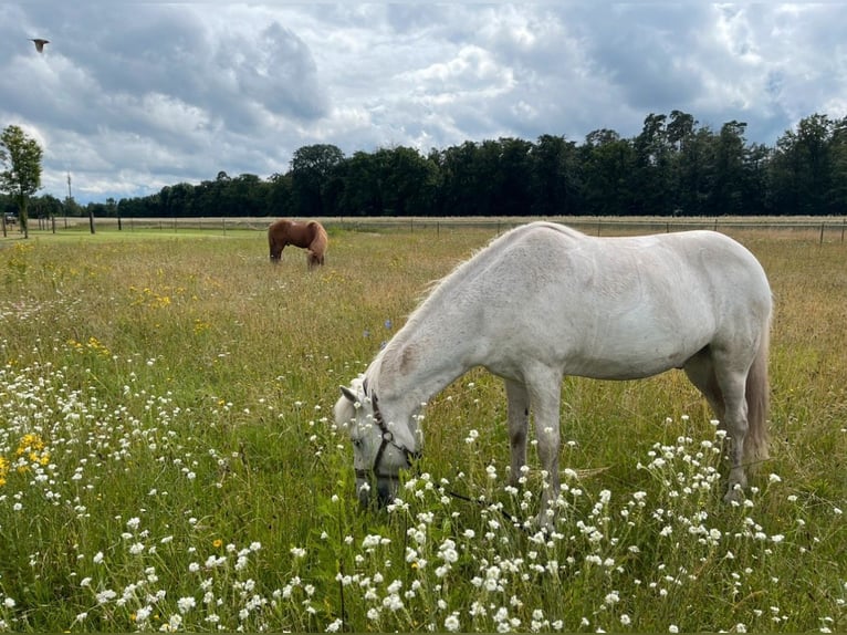 Icelandic Horse Gelding 23 years Gray in Hambrücken