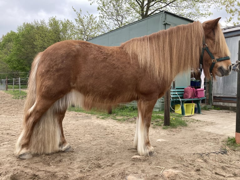 Icelandic Horse Mix Gelding 24 years 12,2 hh Chestnut-Red in Langenhagen, Kaltenweide