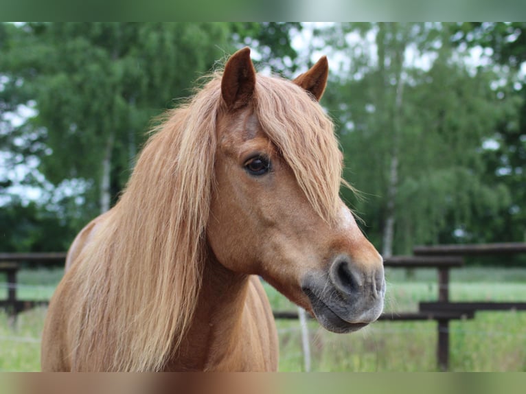Icelandic Horse Mix Gelding 24 years 12,2 hh Chestnut-Red in Langenhagen, Kaltenweide