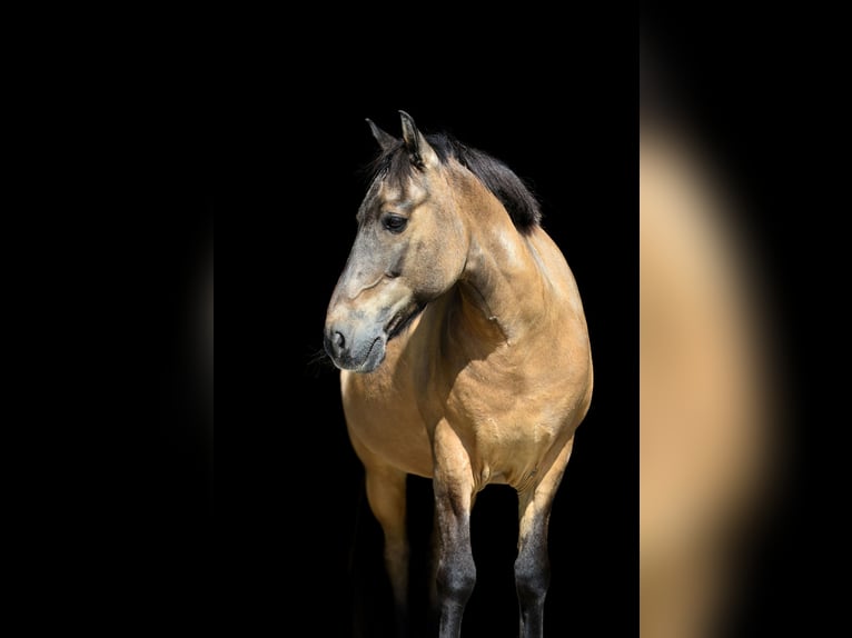 Icelandic Horse Gelding 24 years 13,2 hh Chestnut in Feldkirchen-Westerham