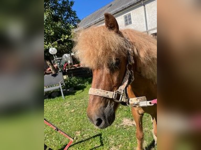 Icelandic Horse Mix Gelding 25 years 11,2 hh Chestnut-Red in Pramet