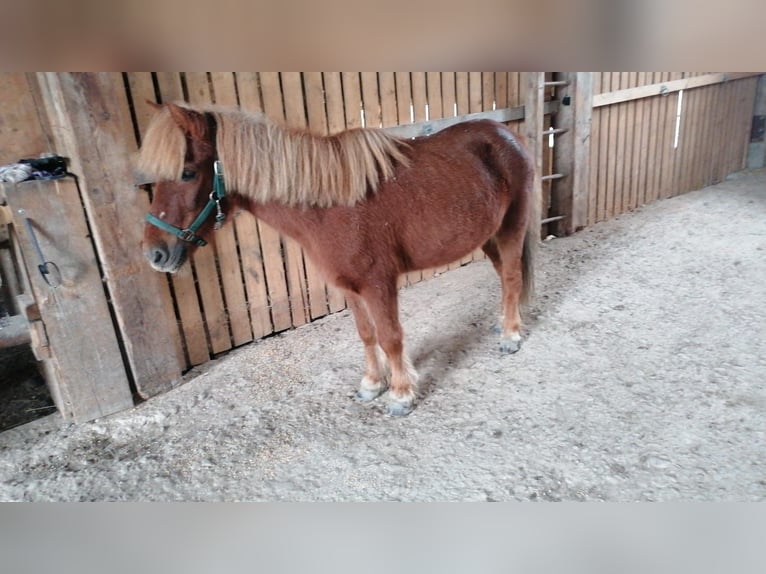 Icelandic Horse Mix Gelding 25 years 11,2 hh Chestnut-Red in Pramet