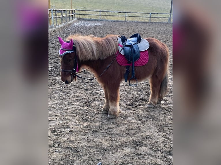 Icelandic Horse Mix Gelding 25 years 11,2 hh Chestnut-Red in Pramet