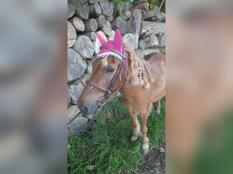 Icelandic Horse Mix Gelding 25 years 11,2 hh Chestnut-Red in Pramet