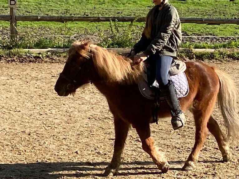 Icelandic Horse Mix Gelding 25 years 11,2 hh Chestnut-Red in Pramet