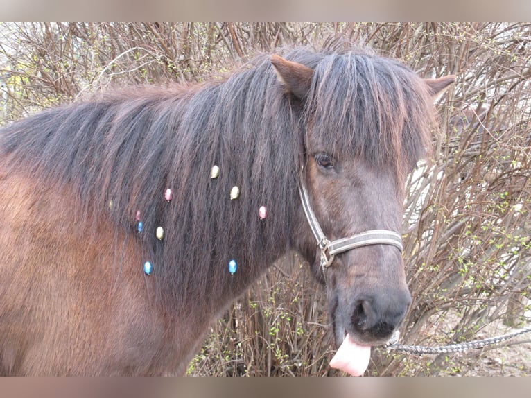 Icelandic Horse Gelding 25 years 13,1 hh Black in Beelitz