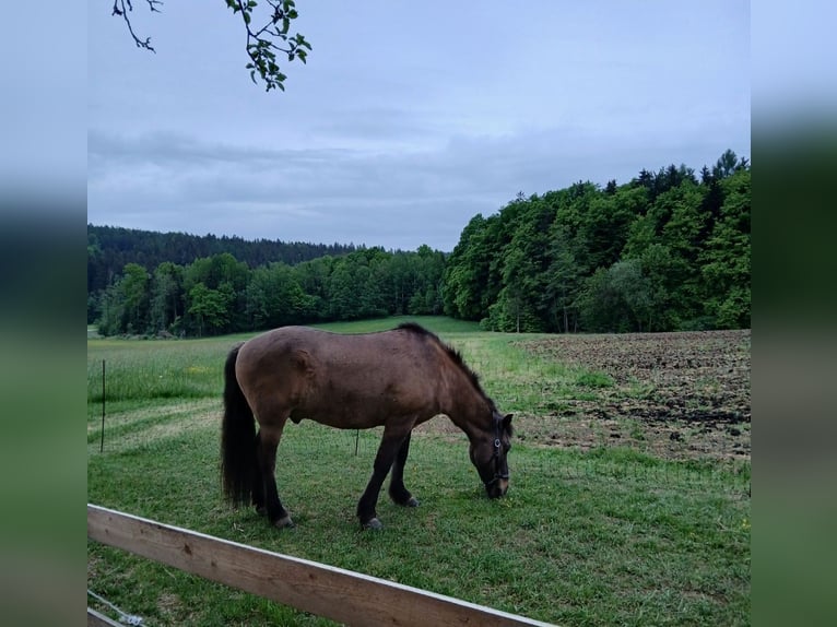 Icelandic Horse Gelding 25 years 13,2 hh Buckskin in Buch am Buchrain