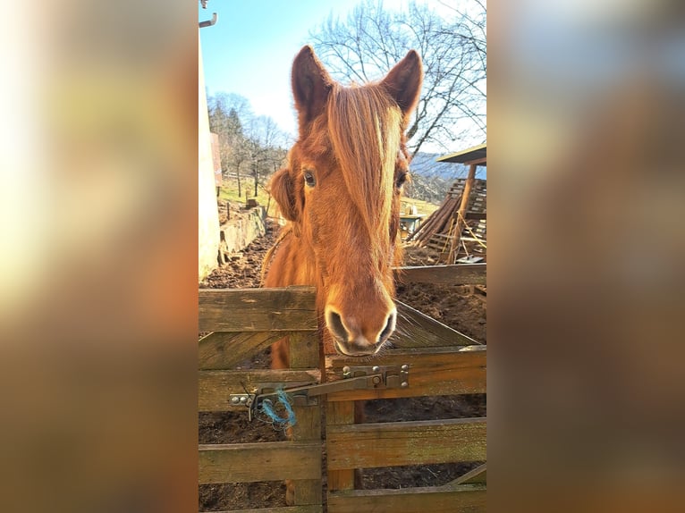 Icelandic Horse Gelding 25 years 13,2 hh Chestnut-Red in Wei&#xDF;enohe