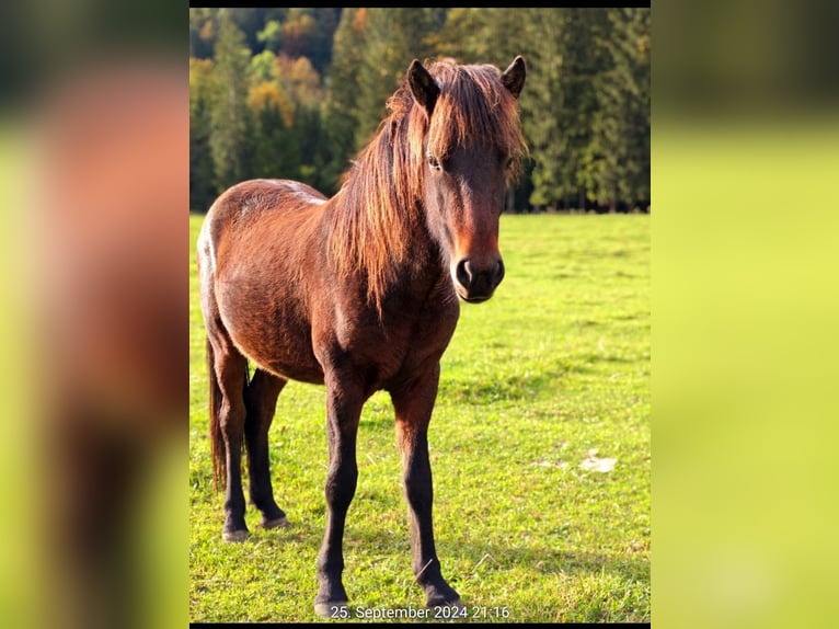 Icelandic Horse Gelding 2 years 13,2 hh Bay-Dark in Chieming