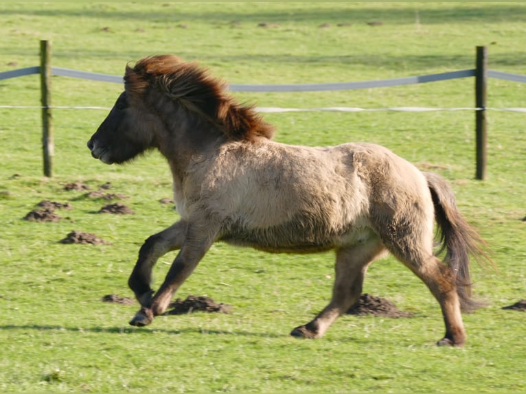 Icelandic Horse Gelding 2 years 13,2 hh Dun in Kranenburg