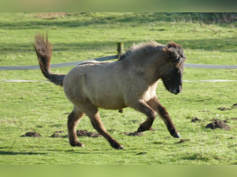 Icelandic Horse Gelding 2 years 13,2 hh Dun in Kranenburg