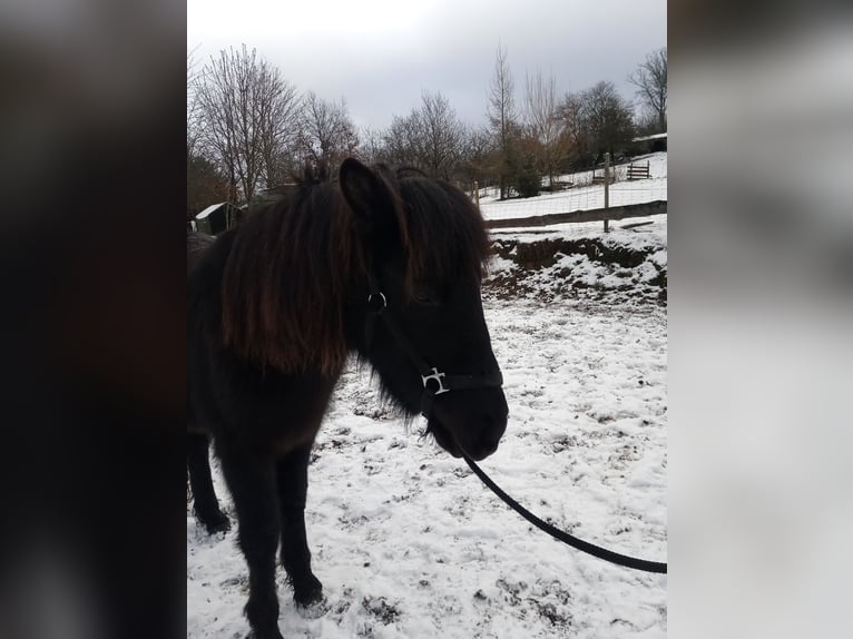 Icelandic Horse Gelding 2 years 13,3 hh Roan-Blue in Lampaden