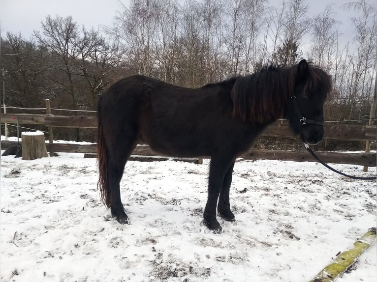 Icelandic Horse Gelding 2 years 13,3 hh Roan-Blue in Lampaden