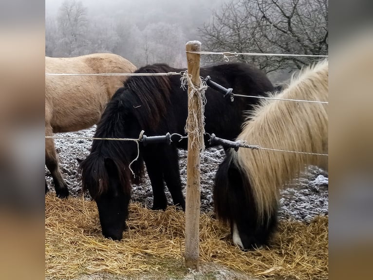 Icelandic Horse Gelding 2 years 13,3 hh Roan-Blue in Lampaden