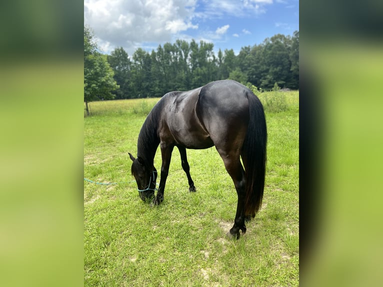 Icelandic Horse Gelding 2 years 13 hh Bay-Dark in Carlisle, Ar