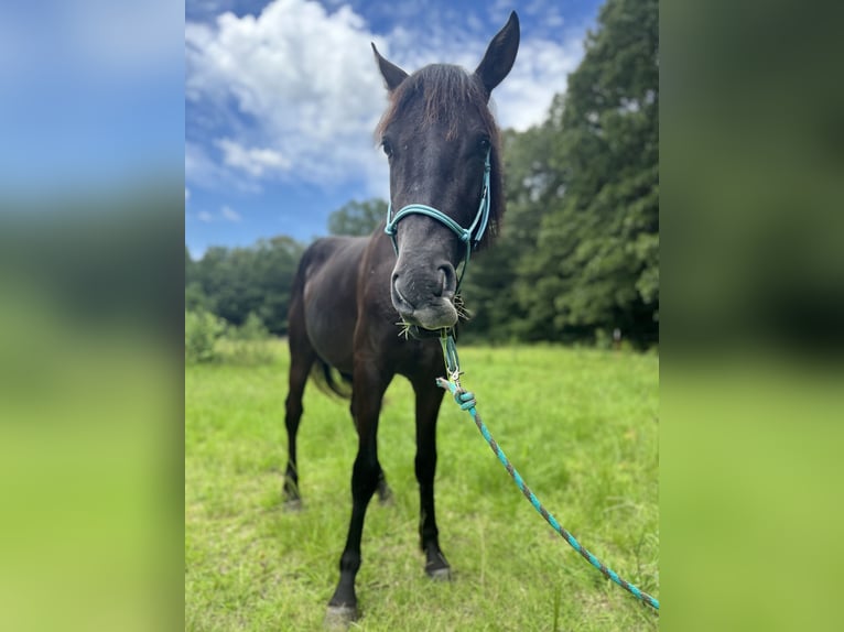 Icelandic Horse Gelding 2 years 13 hh Bay-Dark in Carlisle, Ar