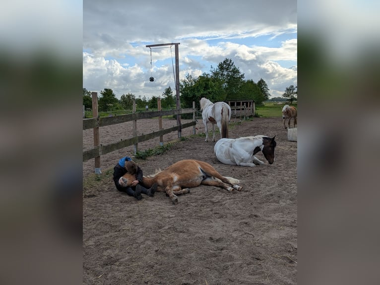 Icelandic Horse Gelding 2 years 13 hh Brown-Light in Midlum