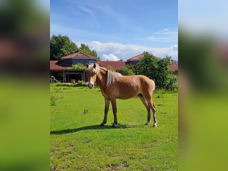 Icelandic Horse Gelding 2 years 13 hh Brown-Light in Midlum