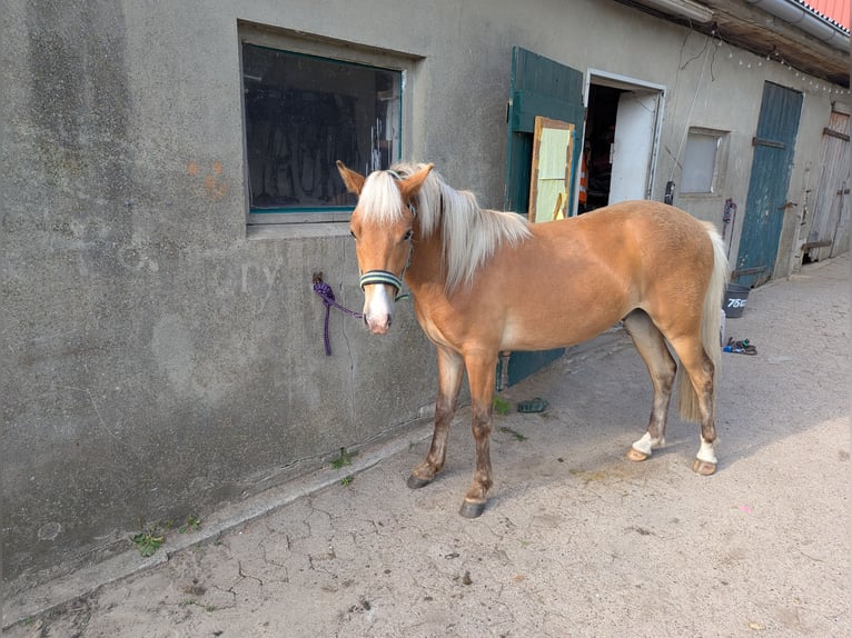 Icelandic Horse Gelding 2 years 13 hh Brown-Light in Midlum