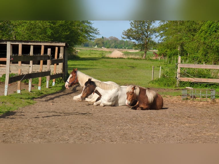 Icelandic Horse Gelding 2 years 13 hh Brown-Light in Midlum