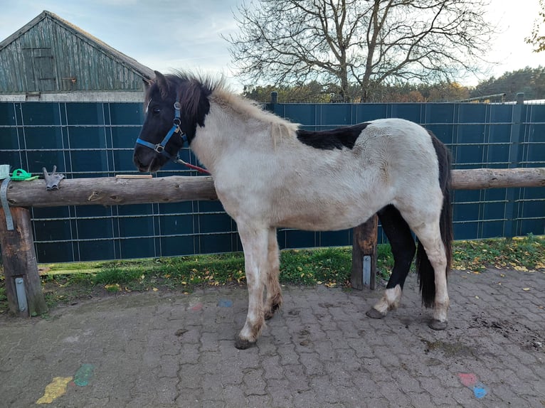 Icelandic Horse Gelding 2 years 13 hh Pinto in Mirow