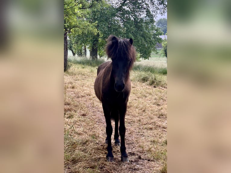 Icelandic Horse Gelding 2 years 13,1 hh Black in Zinswiller