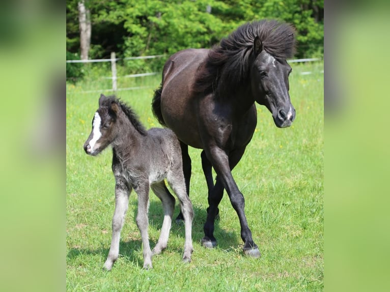 Icelandic Horse Gelding 2 years 13,2 hh Black in Blieskastel