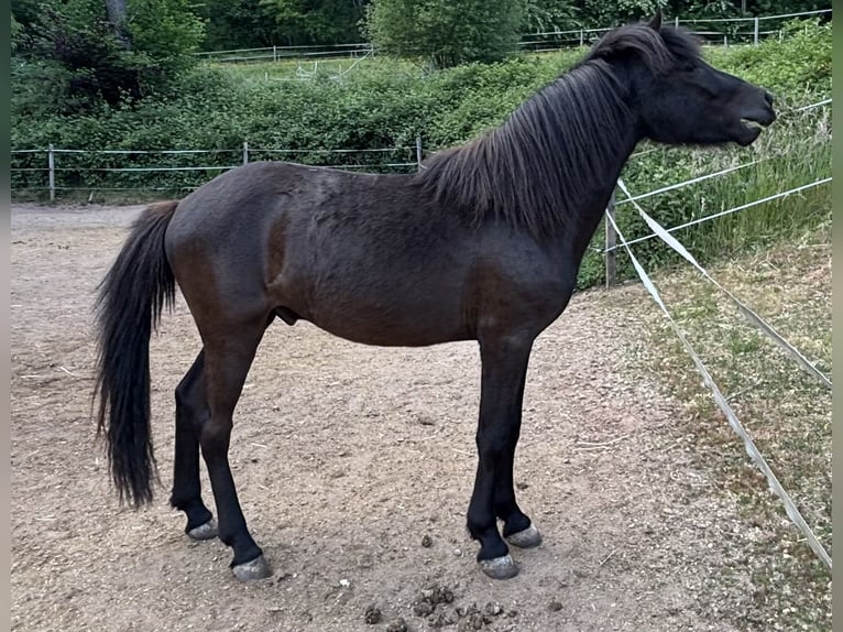 Icelandic Horse Gelding 2 years 13,2 hh Black in Blieskastel