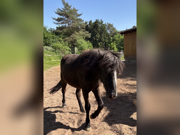 Icelandic Horse Gelding 2 years 13,2 hh Black in Blieskastel