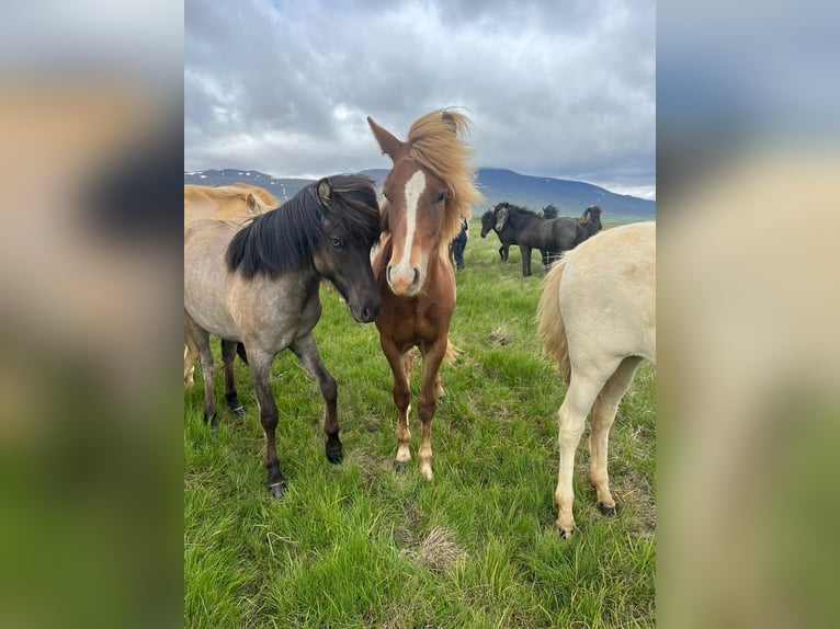 Icelandic Horse Gelding 2 years 13,2 hh Chestnut in Varmahl&#xED;&#xF0;