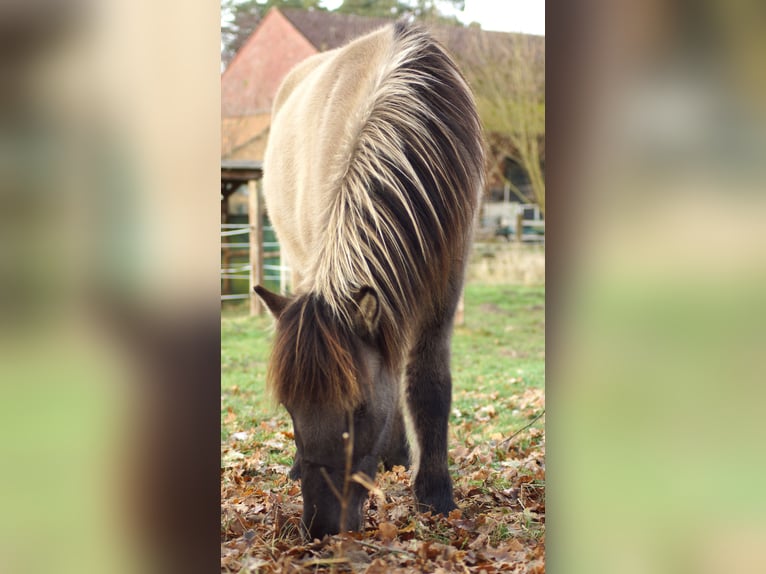 Icelandic Horse Gelding 2 years 13,2 hh Dun in Hanstedt I