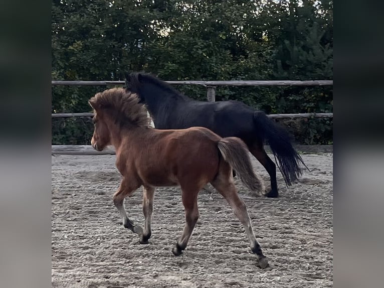 Icelandic Horse Gelding 2 years 13,3 hh Brown in Zachenberg