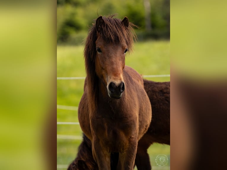 Icelandic Horse Gelding 2 years 13,3 hh Brown in Zachenberg