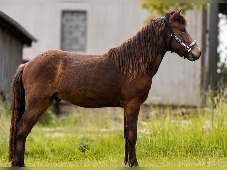 Icelandic Horse Gelding 2 years 13,3 hh Brown in Zachenberg