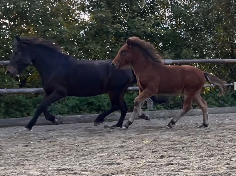 Icelandic Horse Gelding 2 years 13,3 hh Brown in Zachenberg