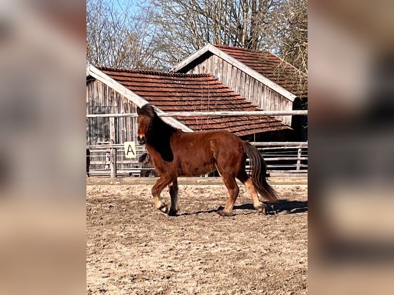 Icelandic Horse Gelding 2 years 13,3 hh Brown in Zachenberg