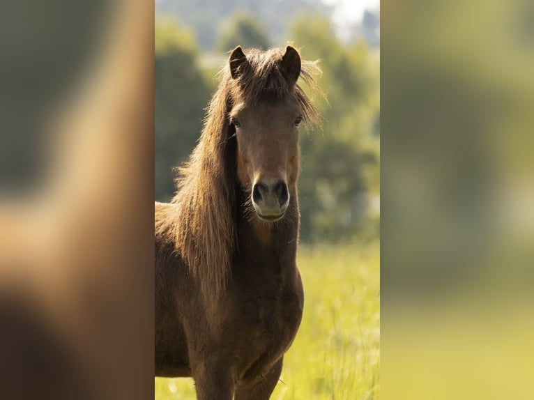 Icelandic Horse Gelding 2 years 13,3 hh Brown in Zachenberg