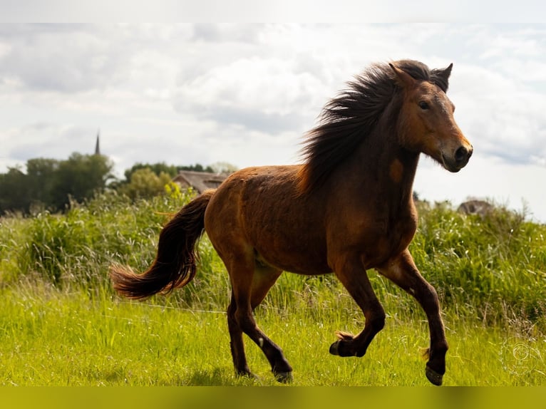 Icelandic Horse Gelding 2 years 13,3 hh Brown in Zachenberg