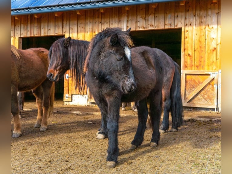 Icelandic Horse Gelding 2 years 14.1 hh Black in Mariapfarr