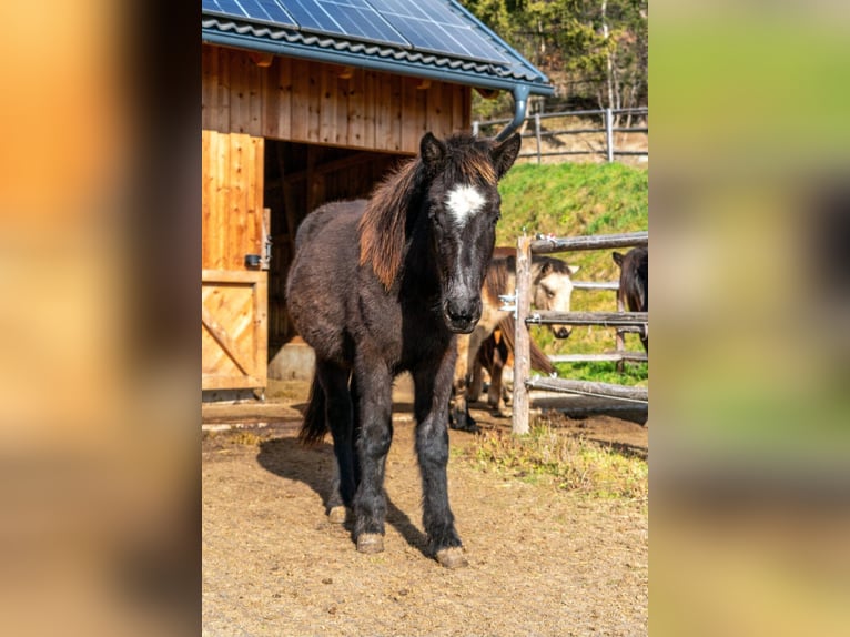 Icelandic Horse Gelding 2 years 14.1 hh Black in Mariapfarr