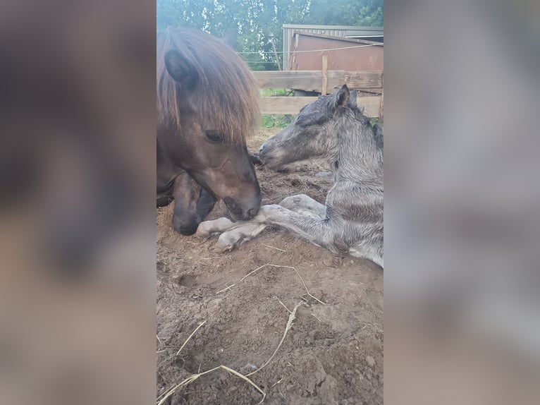 Icelandic Horse Gelding 2 years 14,1 hh in Mildam