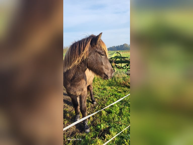 Icelandic Horse Gelding 2 years 14,1 hh in Mildam