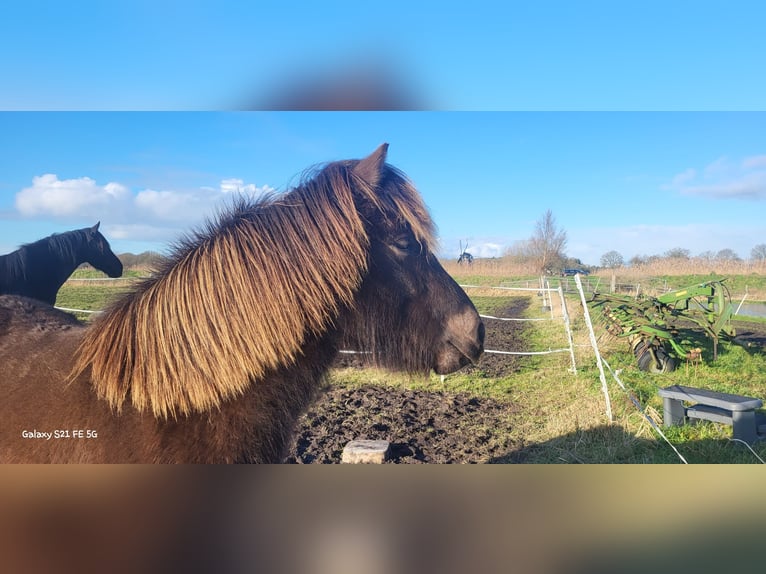 Icelandic Horse Gelding 2 years 14,1 hh in Mildam