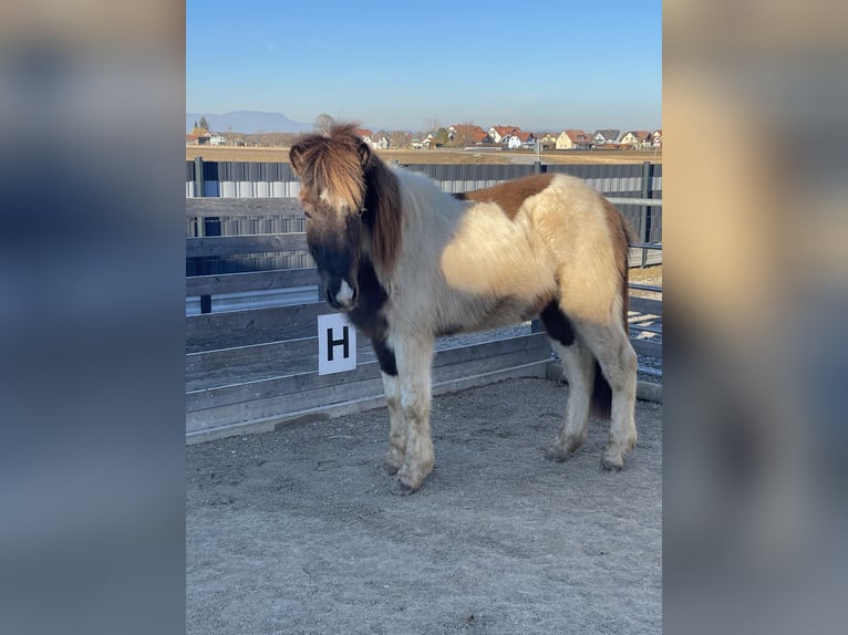 Icelandic Horse Gelding 2 years 14,2 hh Pinto in Kalsdorf