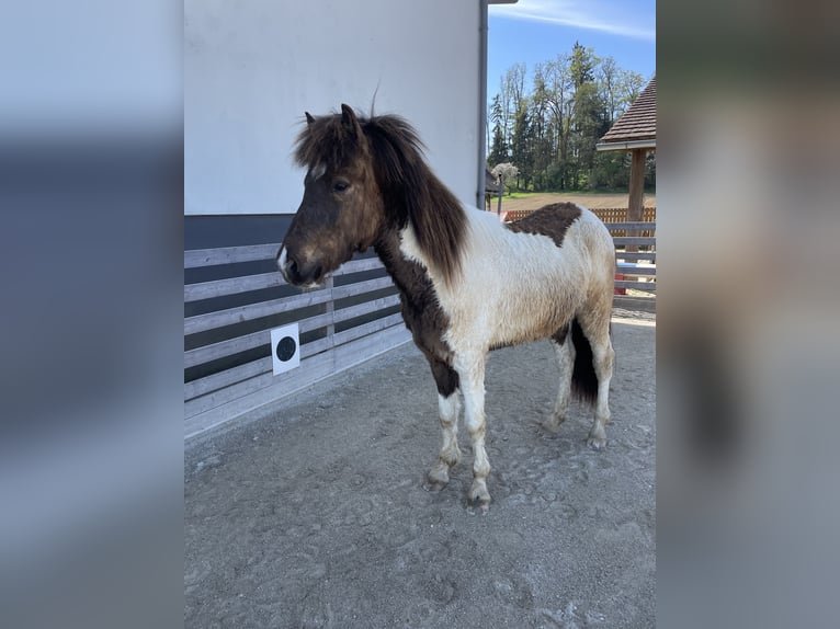 Icelandic Horse Gelding 2 years 14,2 hh Pinto in Kalsdorf